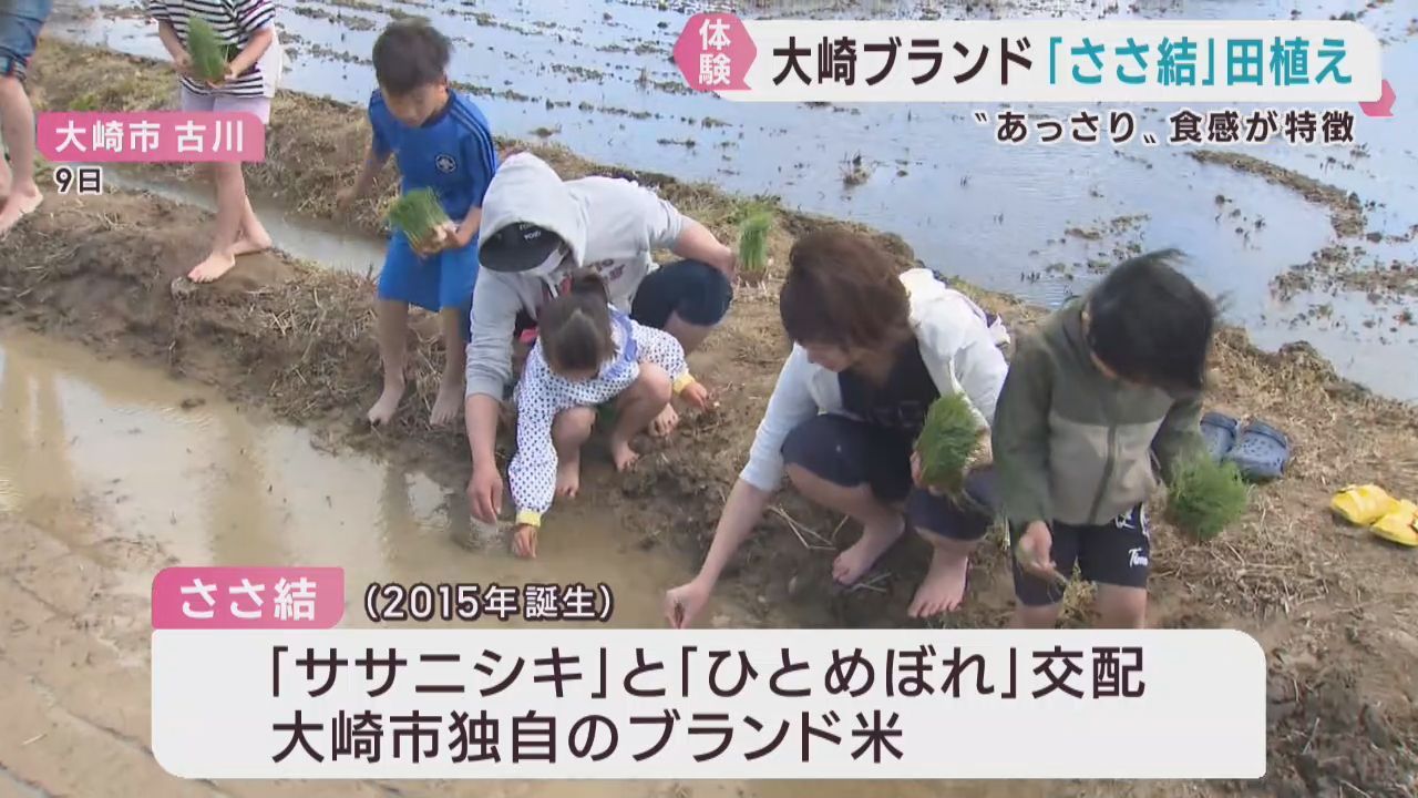 ブランド米ささ結　田植え体験会　宮城・大崎市