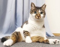 おっさん座りしても可愛いにゃ