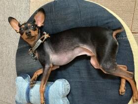 空を飛べそうな大きなお耳がチャームポイント　ミニチュアピンシャー「空翔」