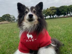 16年の絆と勇気のたまもの　再び歩けるようになったシェルティ「ハッピー」　