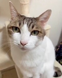 16歳を迎えたナナちゃん。今も変わらず美ニャンです（画像提供：@Mke_nekodakuさん）