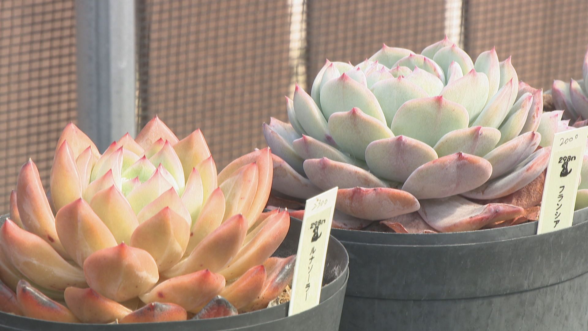 多肉植物の水やり頻度は?土は何がいい? 多肉植物の専門店に聞いてみた