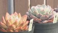 多肉植物の水やり頻度は?土は何がいい?　多肉植物の専門店に聞いてみた【みんなのハテナ】