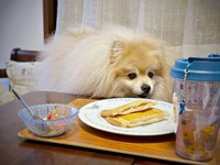 ホットサンドを入念にチェックするぽめおくん（画像提供：妖（よう）さん）