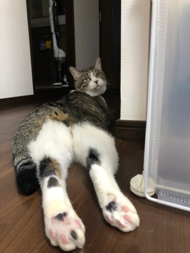 かおりさん宅でもこの通りびよーん（かおりさん提供）