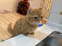 前に乗り出して見守るぷーちゃん（提供：ぷっちょ🐈さん）