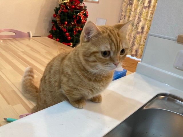 前に乗り出して見守るぷーちゃん（提供：ぷっちょ🐈さん）