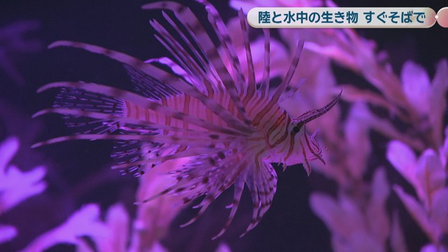いきものワールド in コンベックス岡山