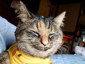 おひざに乗ってきたので写真を撮ったら、偶然笑顔のような顔をパチリ　キジ猫「そら」