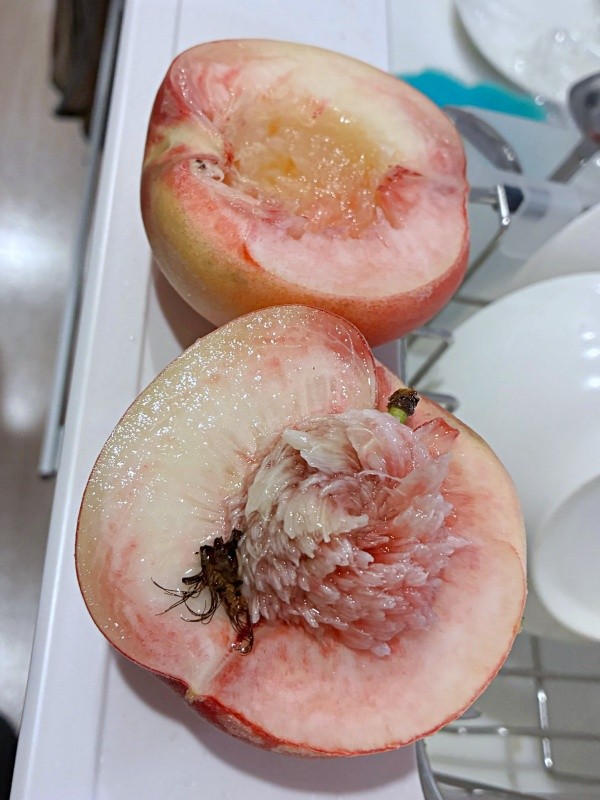 桃を切ると、種のそばに茶色いものが（画像提供：柚さん）