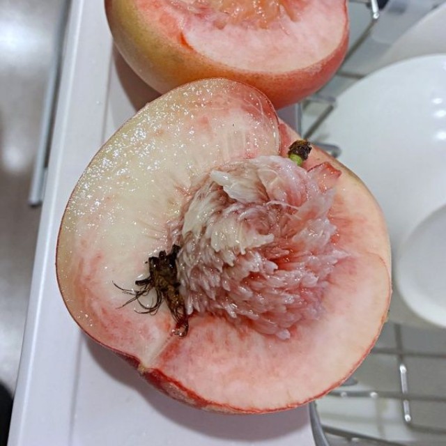 桃を切ると、種のそばに茶色いものが（画像提供：柚さん）