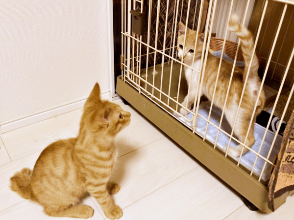 仲良しのふたり（左から）同居猫・ツナくん（左）と初対面を果たしたときのキナコくん（右）（画像提供：mmmさん）