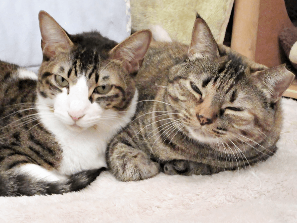 いつも一緒！ 仲良し（左から）くうくん、えっちゃん（画像提供：Ｙさん）