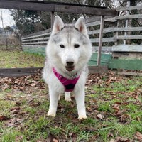 やっぱりあんよがちょっぴり短い気が…（提供：ハマジさん）