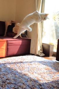 ミルコちゃん、トリプルアクセルですか！？（提供：無重力猫ミルコのお家さん）