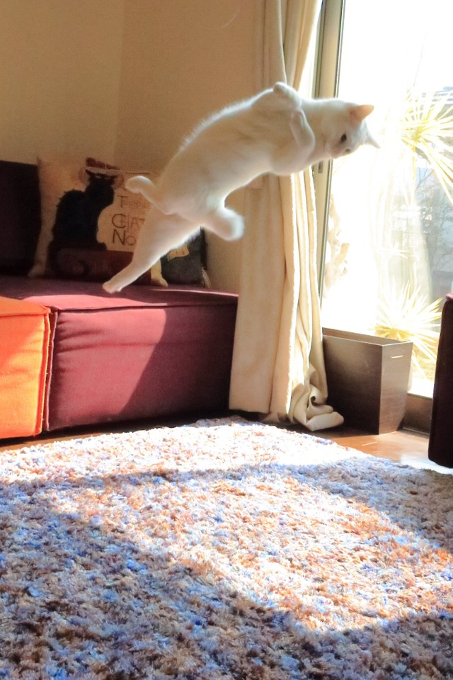 ミルコちゃん、トリプルアクセルですか！？（提供：無重力猫ミルコのお家さん）