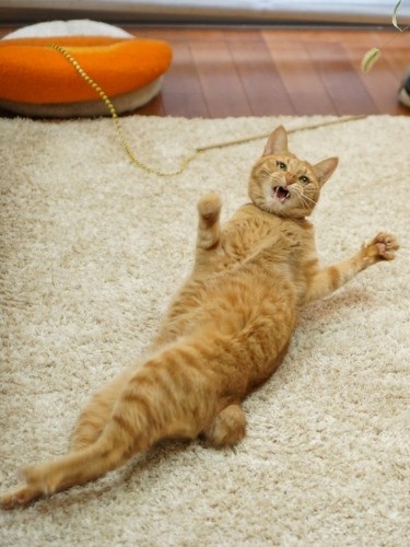 フクは陽気、猫じゃらしにもだえる