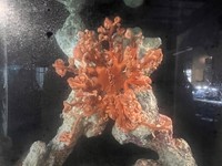 オキノテヅルモヅル(提供:四国水族館)