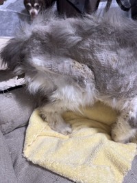 心臓異常や腎機能低下など深刻な状態だったという（「ＮＰＯ法人 hinatabocco」さん提供）