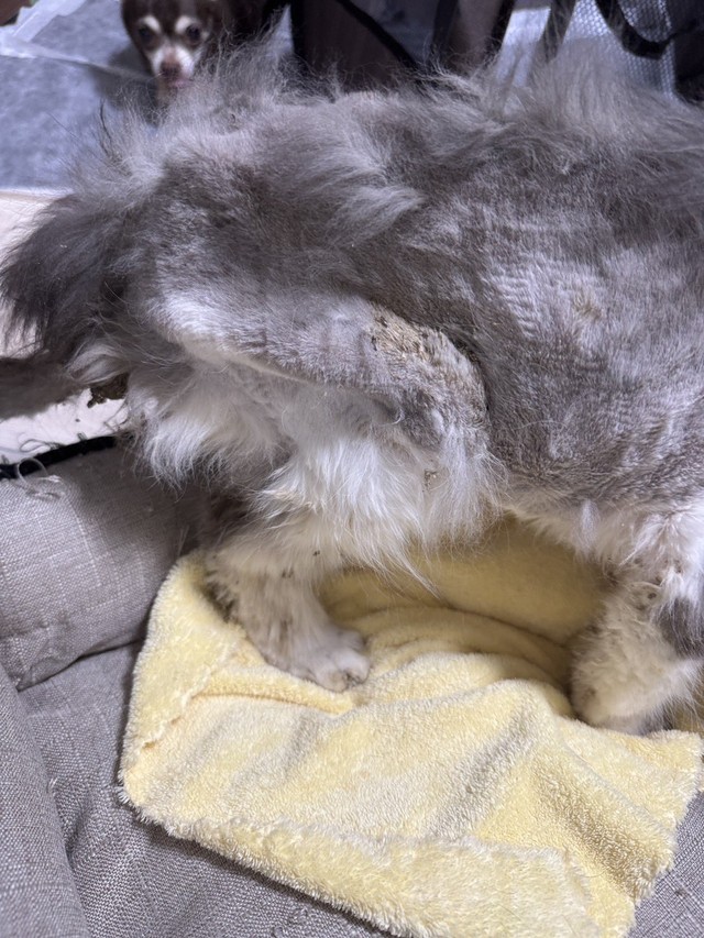 心臓異常や腎機能低下など深刻な状態だったという（「ＮＰＯ法人 hinatabocco」さん提供）