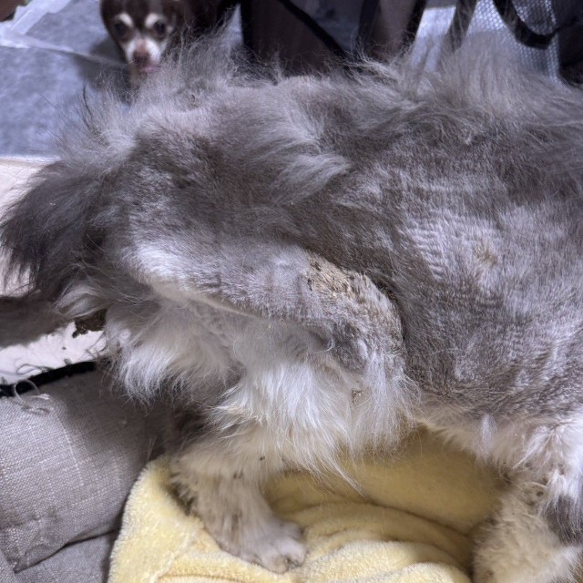 心臓異常や腎機能低下など深刻な状態だったという（「ＮＰＯ法人 hinatabocco」さん提供）