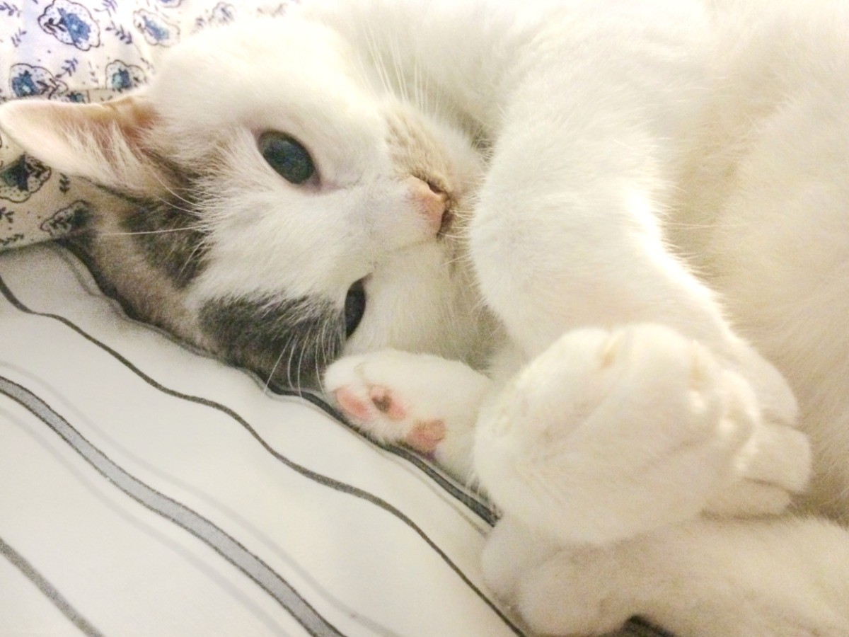 小説家と17年生きた 戦友 の猫 余命３カ月からの濃密な日々 Sippo シッポ