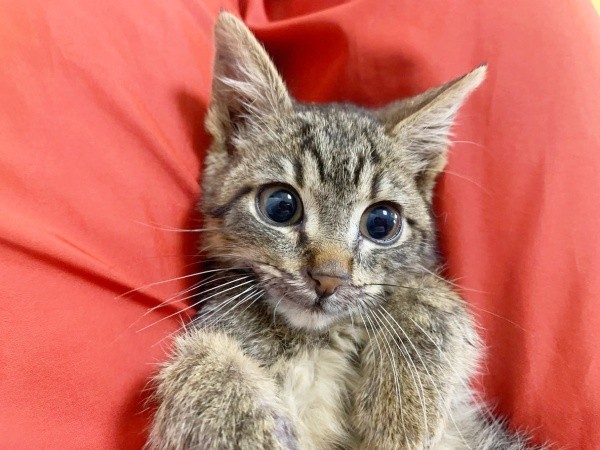 体調が回復していくと表情が明るくなっていったねずくん（画像提供：ねこズとにぼしさん）