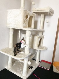 お迎えしてまもなく、キャットタワーで遊ぶメルちゃん（画像提供：mananyanさん）