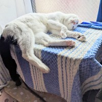 コタツの上で日向ぼっこって最高よ＝hanarenaryou提供

