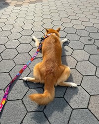 「柴の開き」を披露した虎徹さん（画像提供：柴犬 虎徹さん）