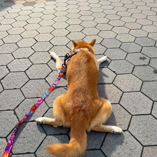 「柴の開き」を披露した虎徹さん（画像提供：柴犬 虎徹さん）
