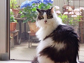 夏生まれのふわふわ猫　振り向いた「なつ」