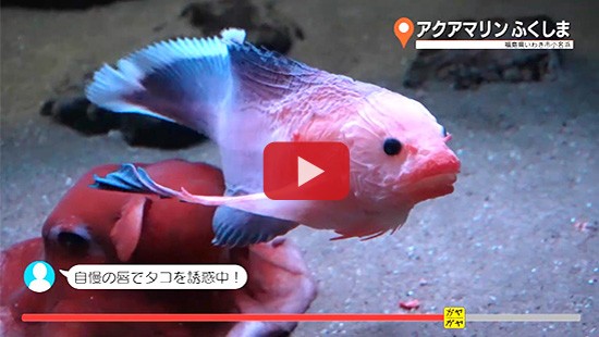 #122アクアマリンふくしま②