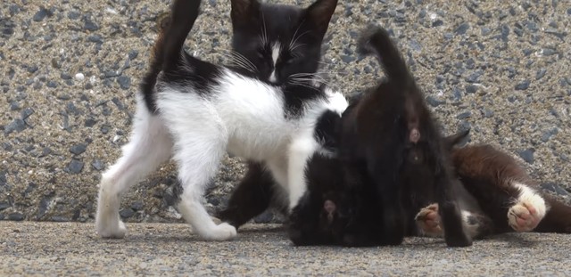 続々と子猫たちが集まってくる／猫探しさん（@yaroneko77）提供