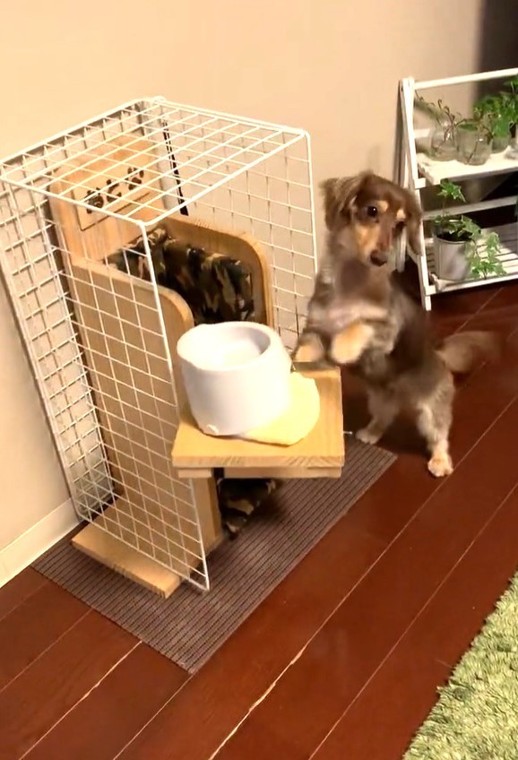 なんだかうれしそう！（おとさん提供、Twitterよりキャプチャ撮影）