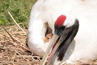 岡山県自然保護センター提供