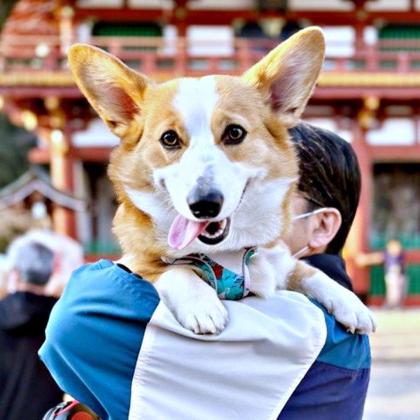 抱っこされて記念撮影を撮ったひめちゃん（画像提供：ᴄᴏʀɢɪひめ  nametti2kdさん）