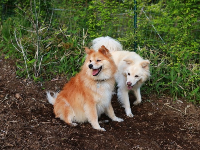 性格は全然違うが仲の良い大福