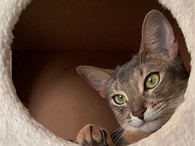 うちの子記念日の朝にパチリ　アビシニアンの「ジョア」