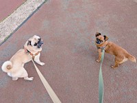 仲良く散歩する（左から）兄犬・ルンタくん、ビノくん（画像提供：ルンタとビノさん）