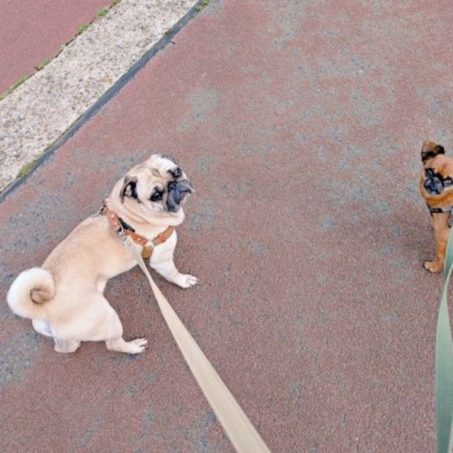 仲良く散歩する（左から）兄犬・ルンタくん、ビノくん（画像提供：ルンタとビノさん）