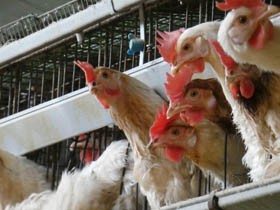 養鶏業者の現金提供疑惑　倫理的な責任の放棄と利益優先は、鶏たちの苦しみに直結する