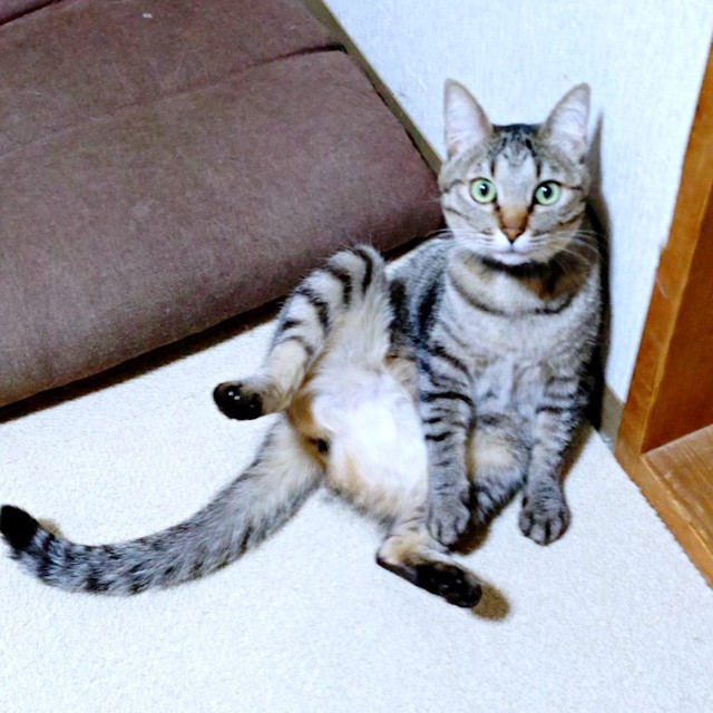 壁にもたれて座るよもぎちゃん（画像提供：きのひとまるさん）