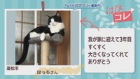 【はぴコレ】家で焼いた餃子・すくすく大きくなったネコ　11月12日放送