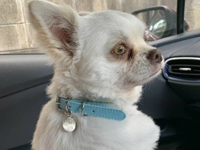 どんなお誕生日ケーキを食べたのかな？　チワワ「ゆき」