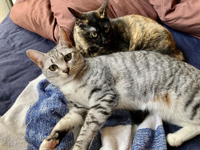 後に保護したとろろちゃんと＝nyan.sssさん提供