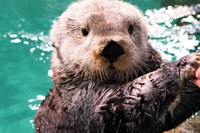 普段のリロくんの様子（写真提供：マリンワールド海の中道）