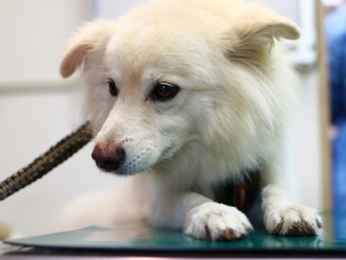 おとなしく診察台で待つ大吉