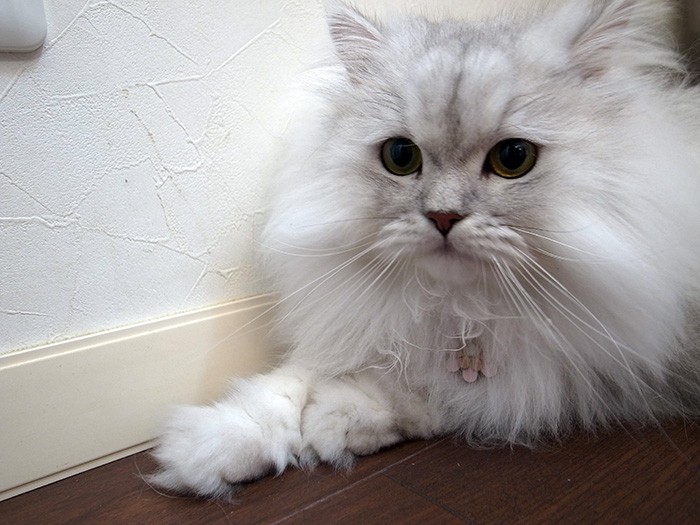 被毛がふわふわ！ぬいぐるみのよう