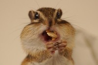 そんなにたくさん！（ソフィーちゃん)